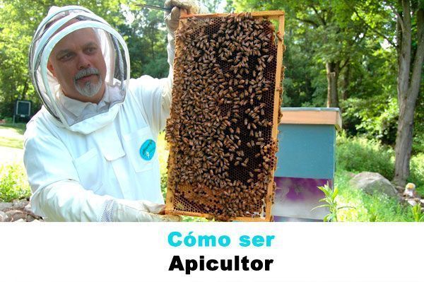 cómo ser apicultor