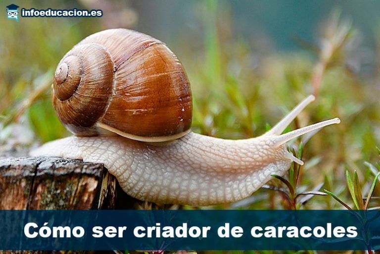 cómo ser criador de caracoles