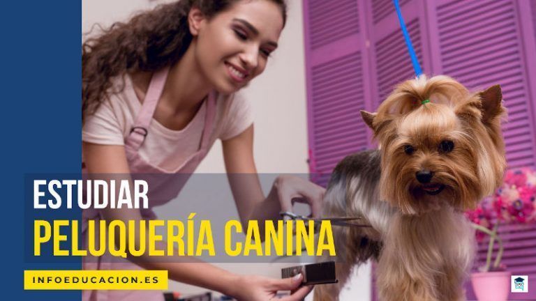 estudiar peluquería canina