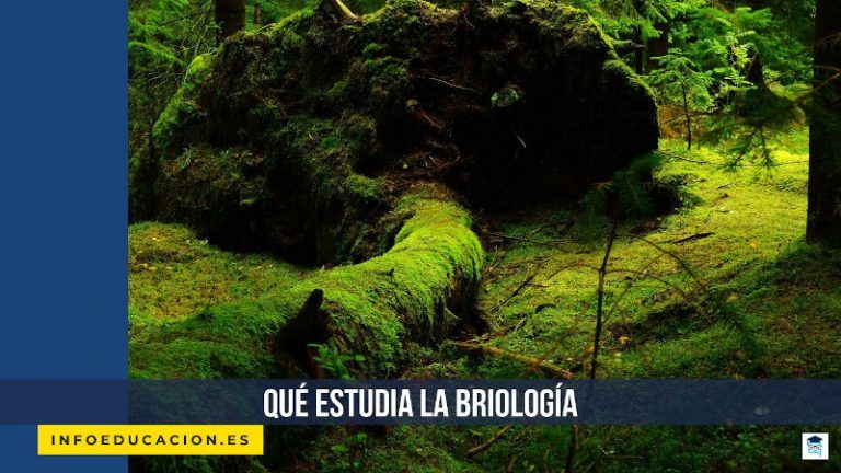 qué estudia la briología