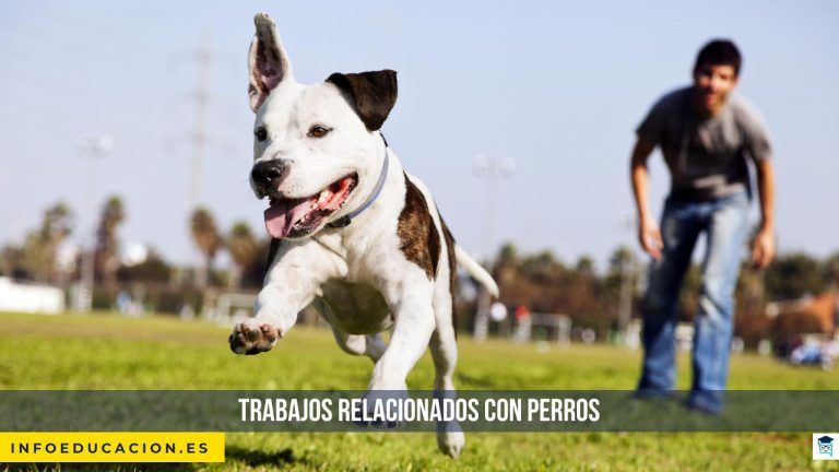 Trabajos relacionados con perros