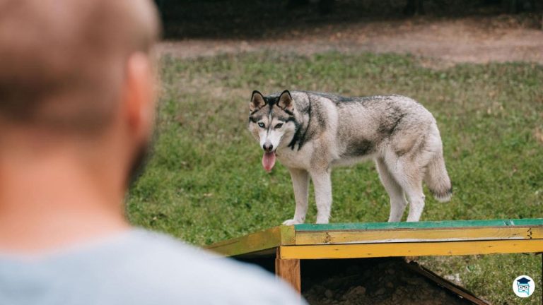 cómo ser adiestrador de perros